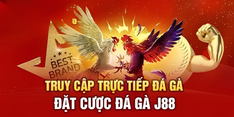 Giới thiệu chung về hình thức cược và xem đá gà trực tiếp