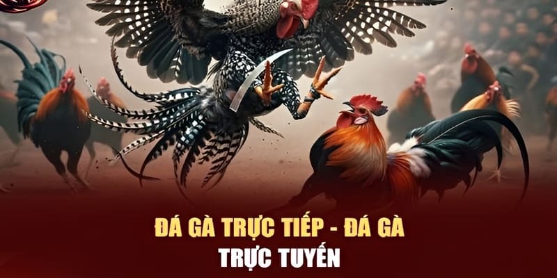 Đá gà J88 - Hình thức cược và tham gia giải đấu trực tiếp 